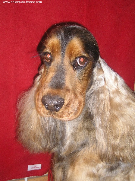 Tit'nemo De la petite cour d alouette